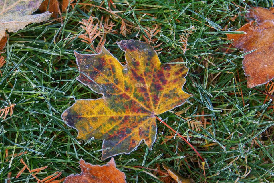 Frosty maple leaf