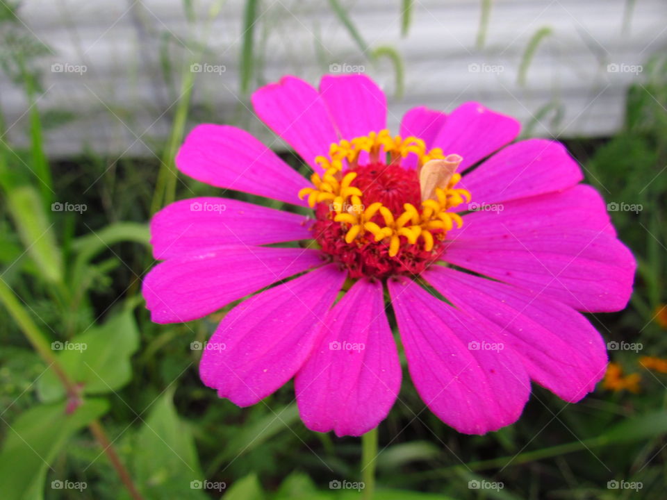 Pink flower 