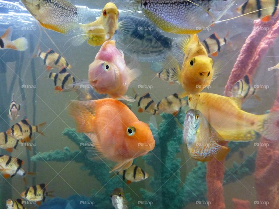 Tropical fish