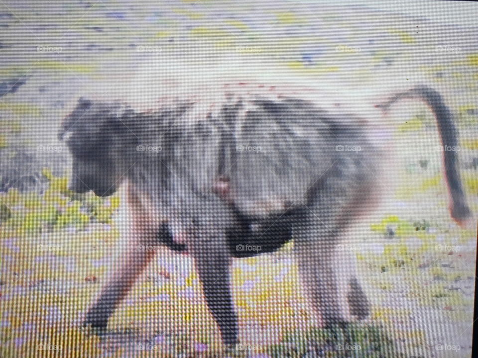 macaco babuínos África do Sul