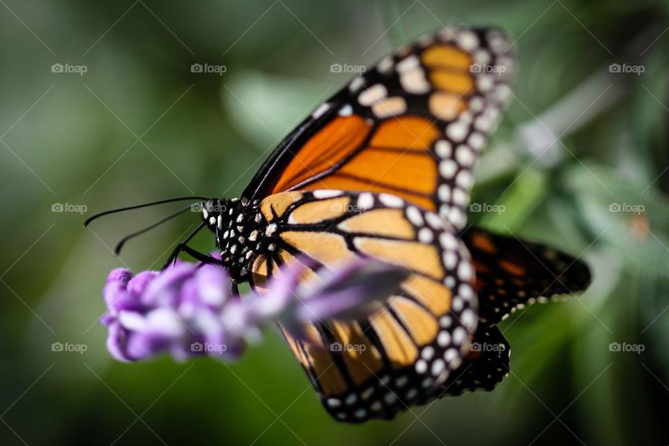Monarch Danaus Plexippus