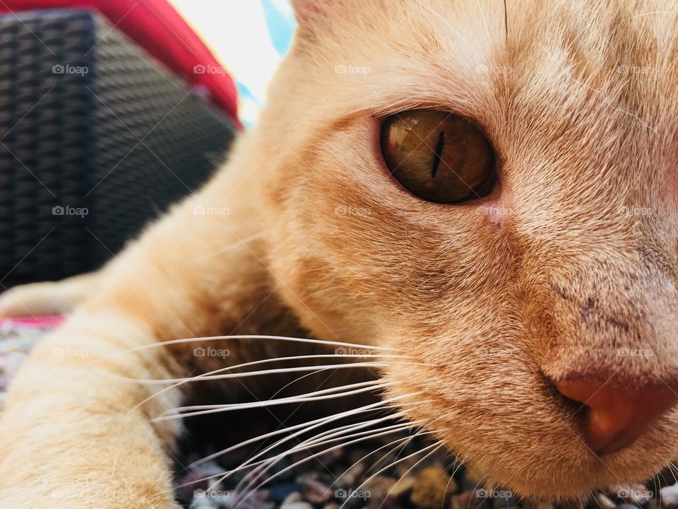 Cat full of curiosity - Adopt Me - Tabby Catfe - Menomonie, Wisconsin, USA