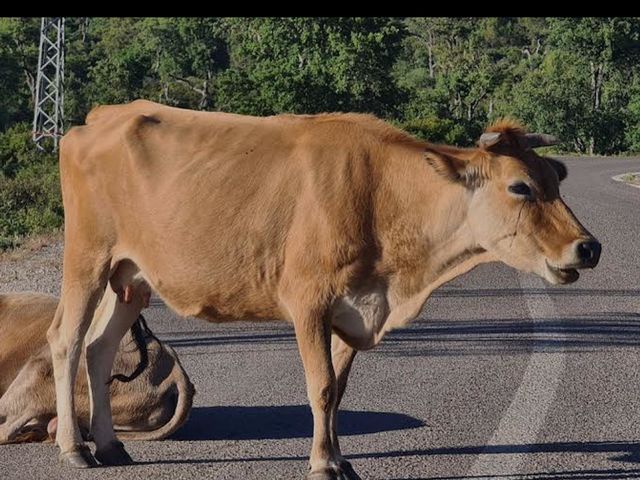 cow  vs brown