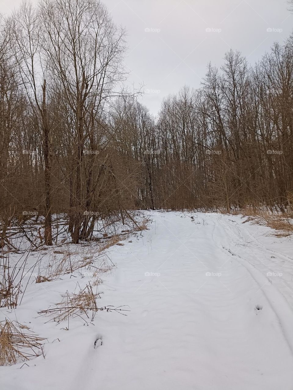 In the forest in winter