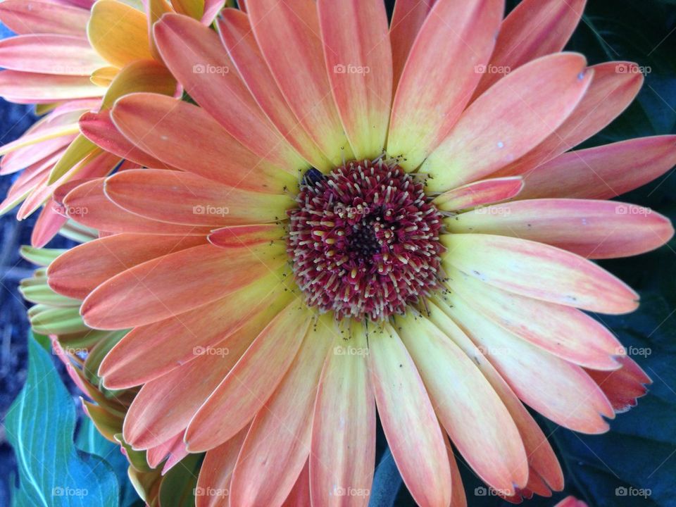 Pink gerber daisy
