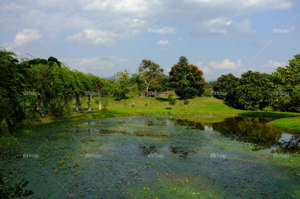 tropical pond