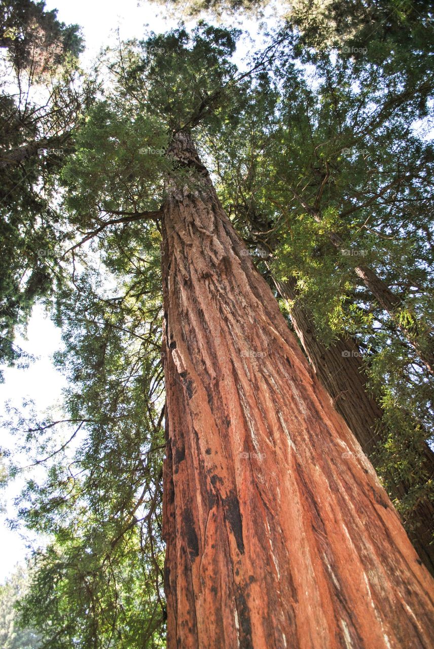 Redwood Bark