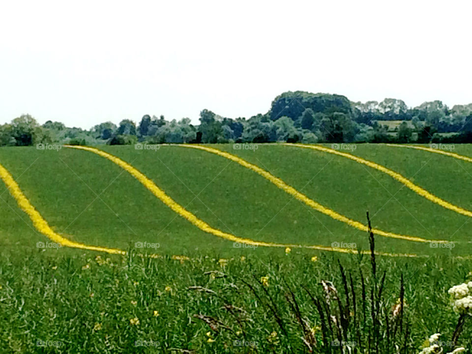 Rolling hill field lines