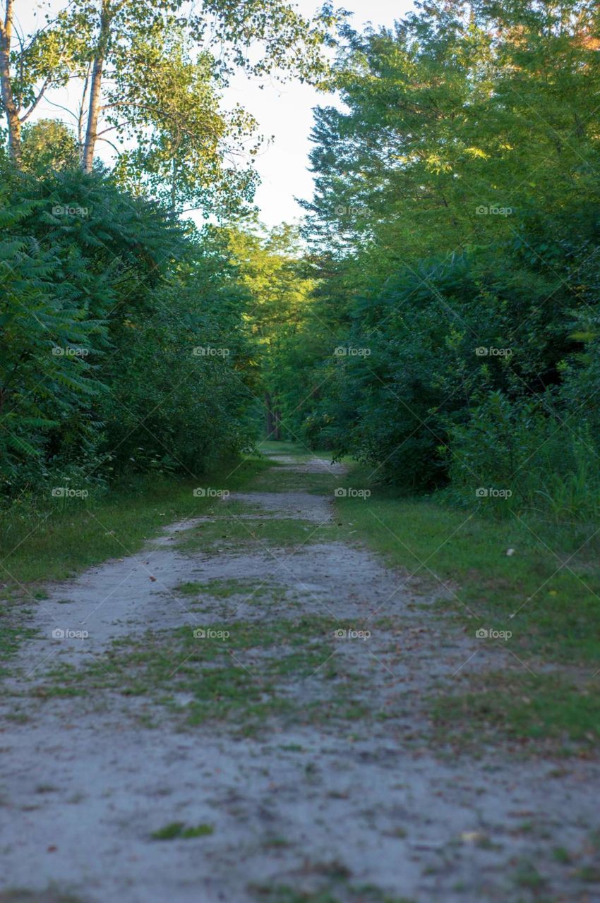Path in the Woods