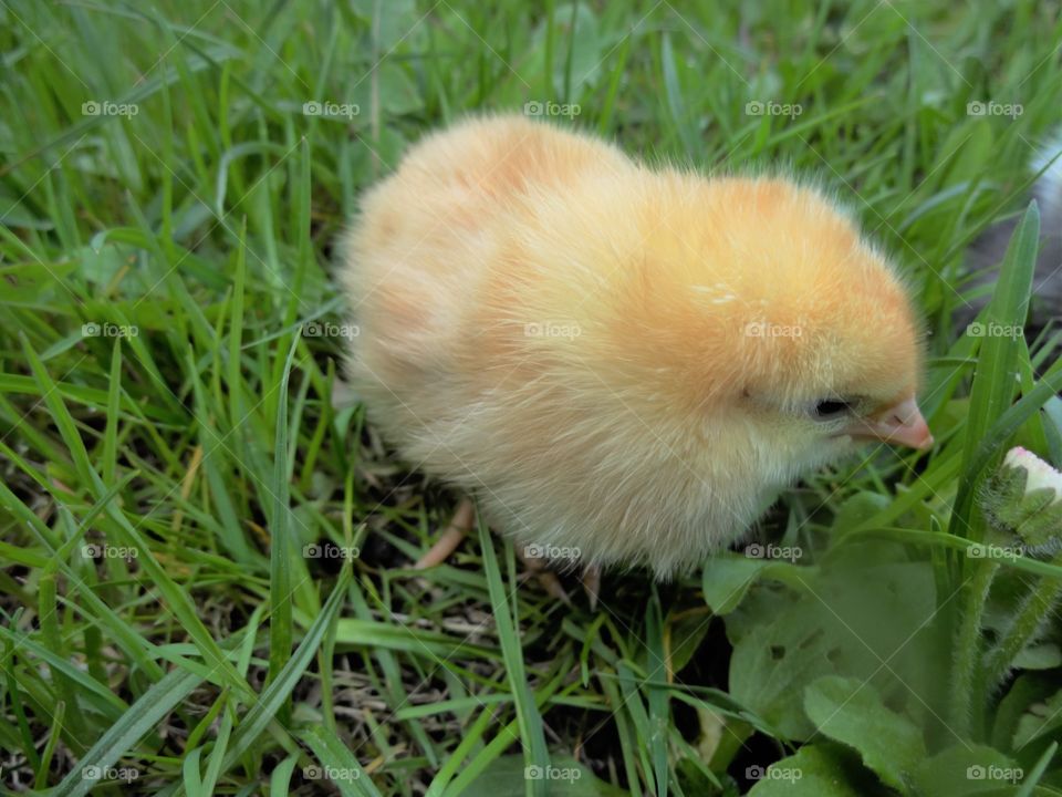 Cute baby chick on grass