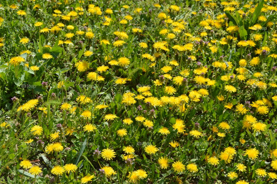 Dandelions