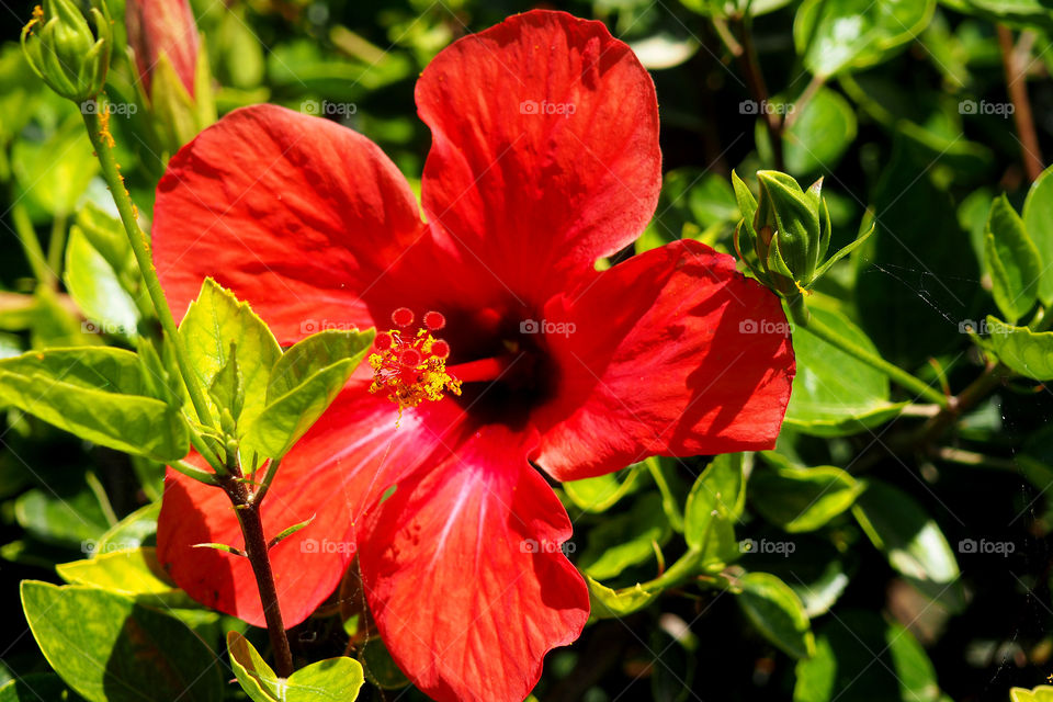 Red hibiscus flower blooming on tree