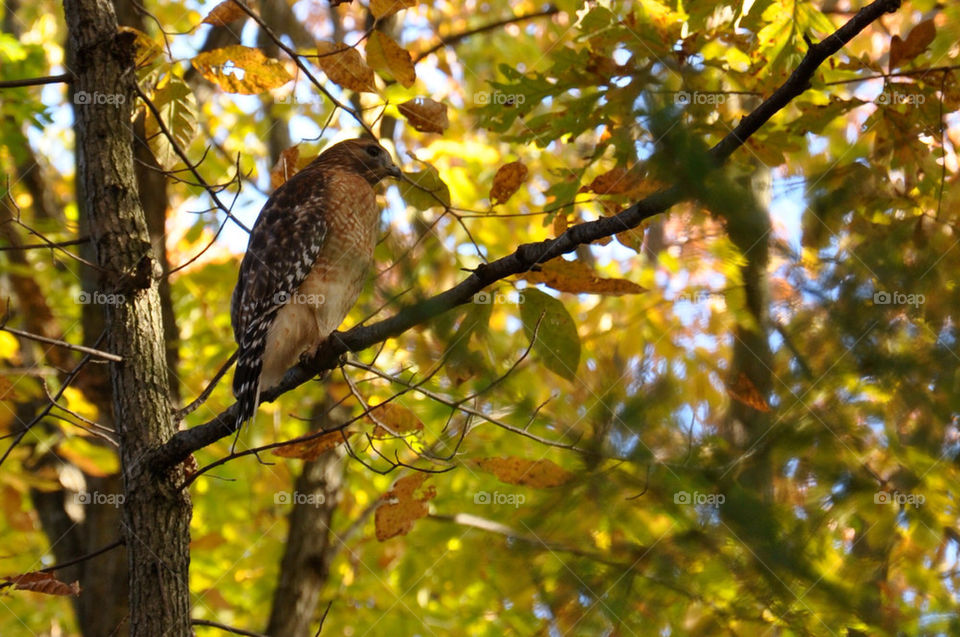 of tree bird hawk by charles2111