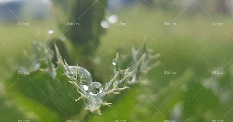 Thorny leaf