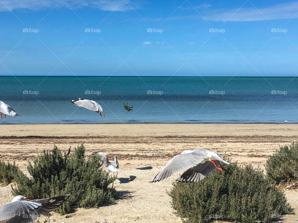 Seagulls in various stages of flight Close up with a blurred ocean background