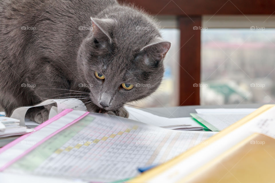 cat on the messy desk