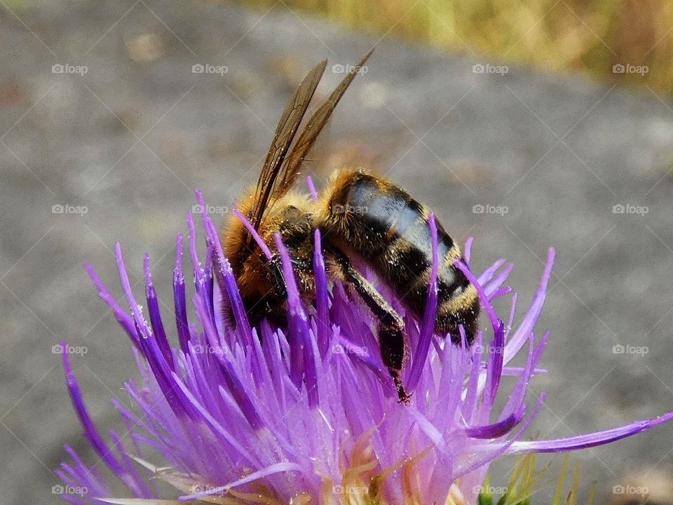 bee on a flower