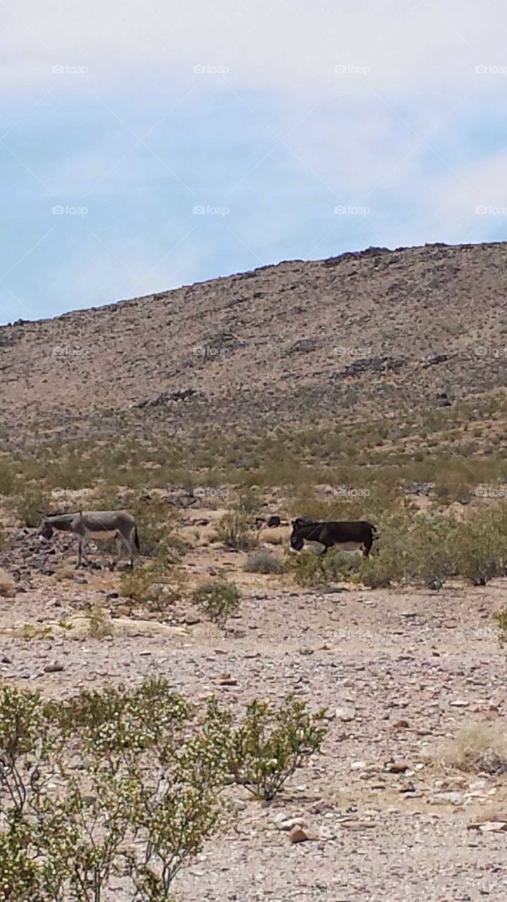 wild donkeys in the Mojave desert