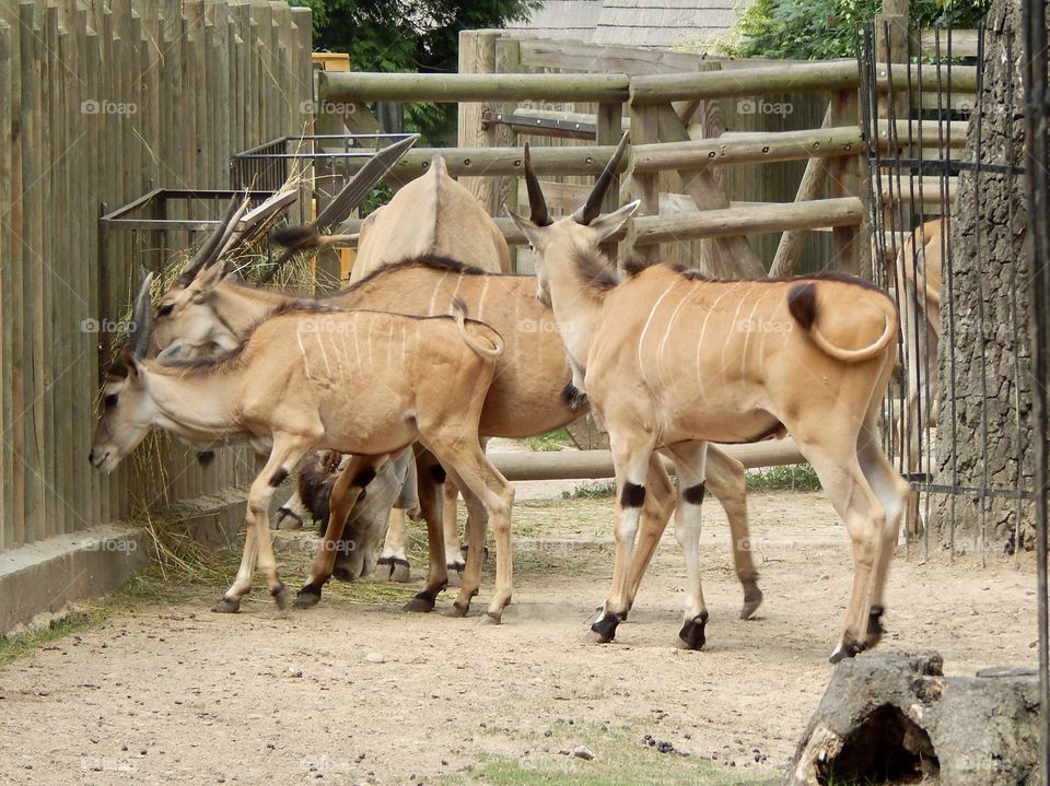 Antelopes in the Krakow zoo 