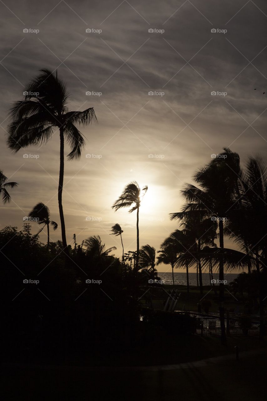 sunset and palm trees