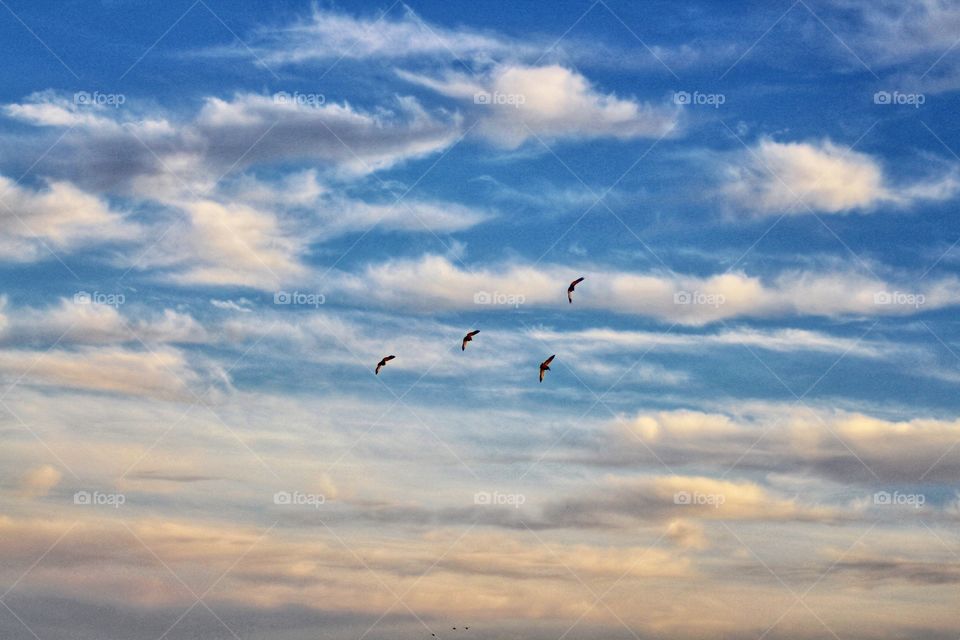 Ducks flying overhead 