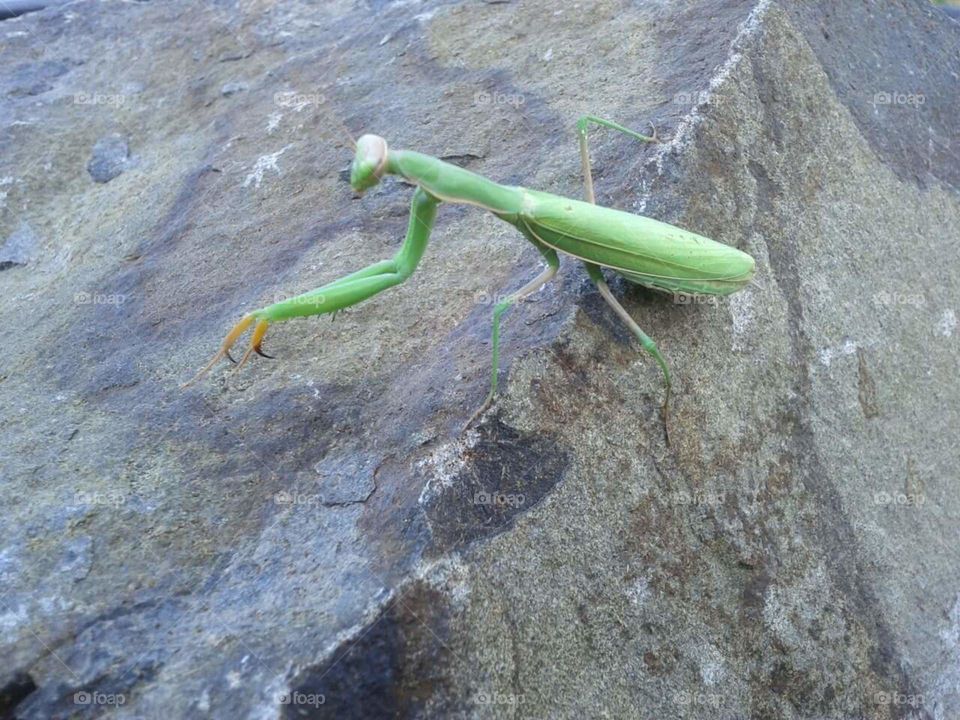Praying mantis on a rock