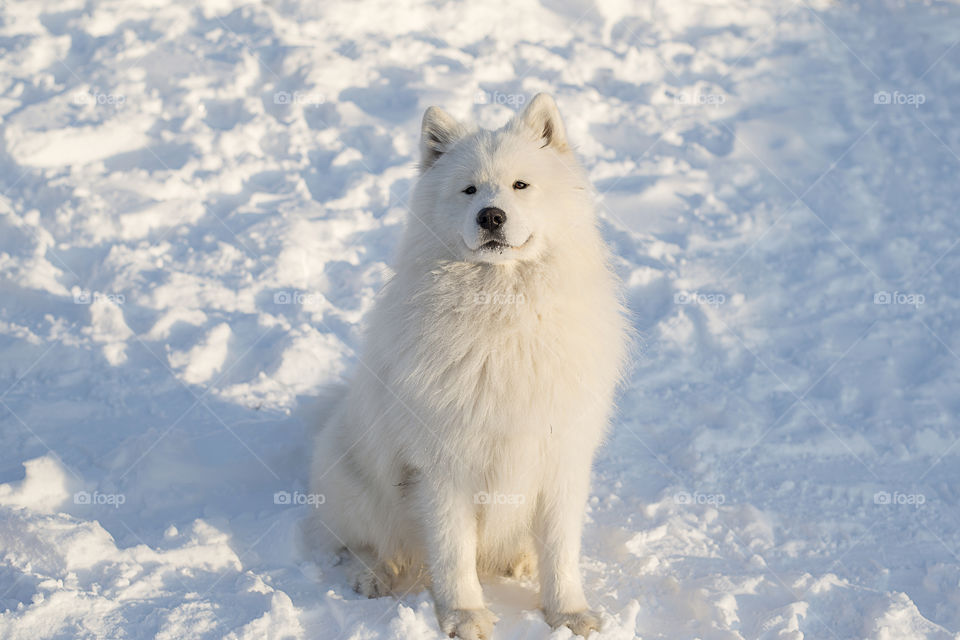 Samoyed dog sitting in snow in winter