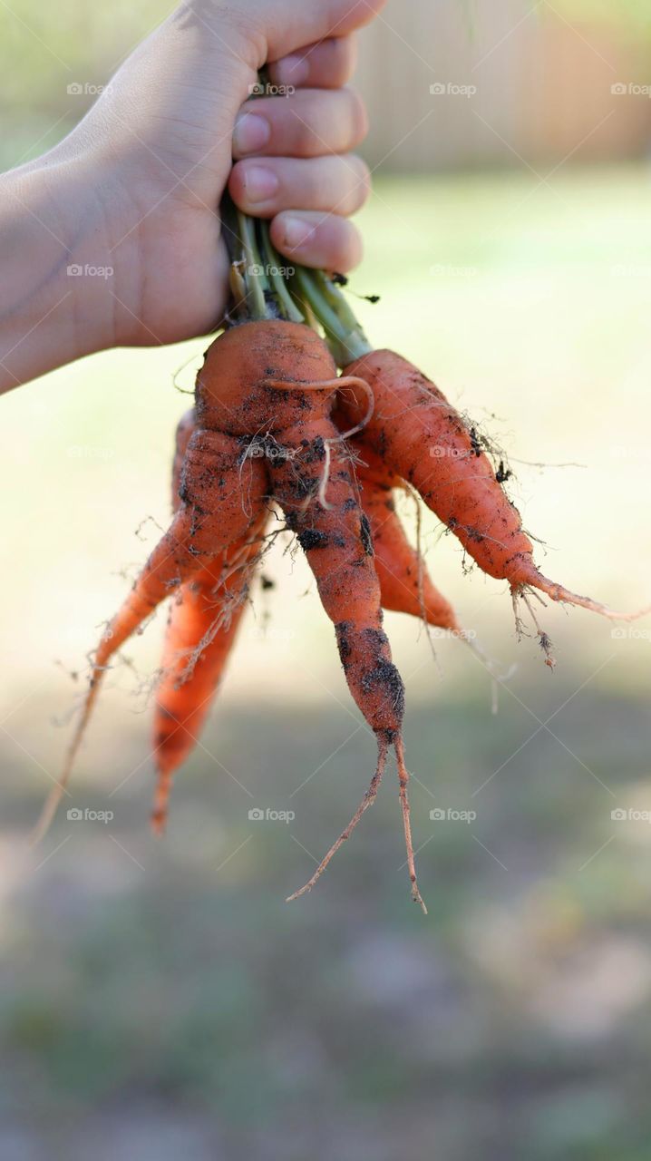 grow your own carrots