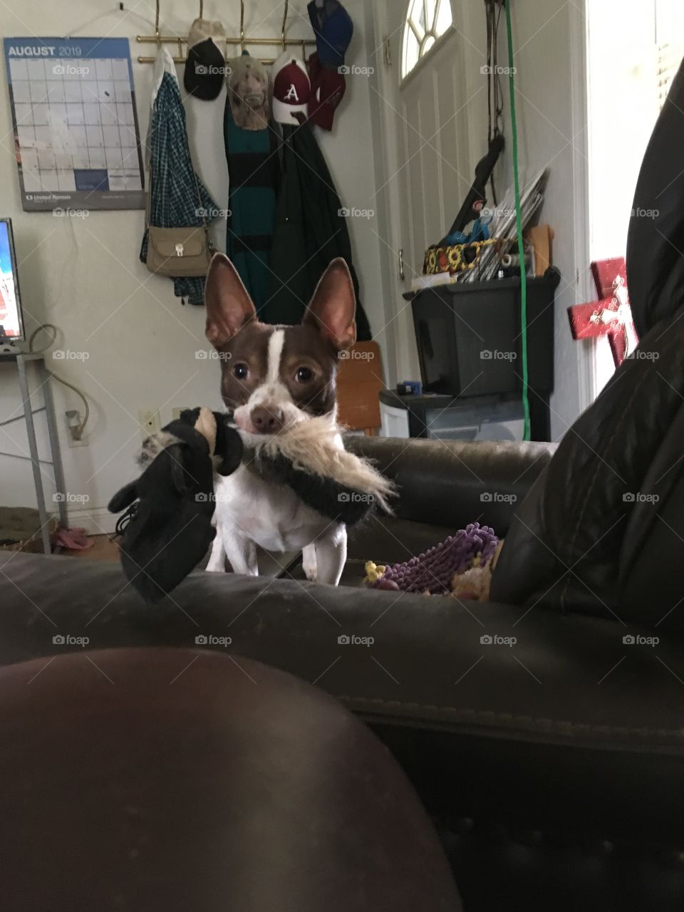 Look ma I caught a skunk! you wanna play? Don’t worry he’s dead he won’t hurt you.