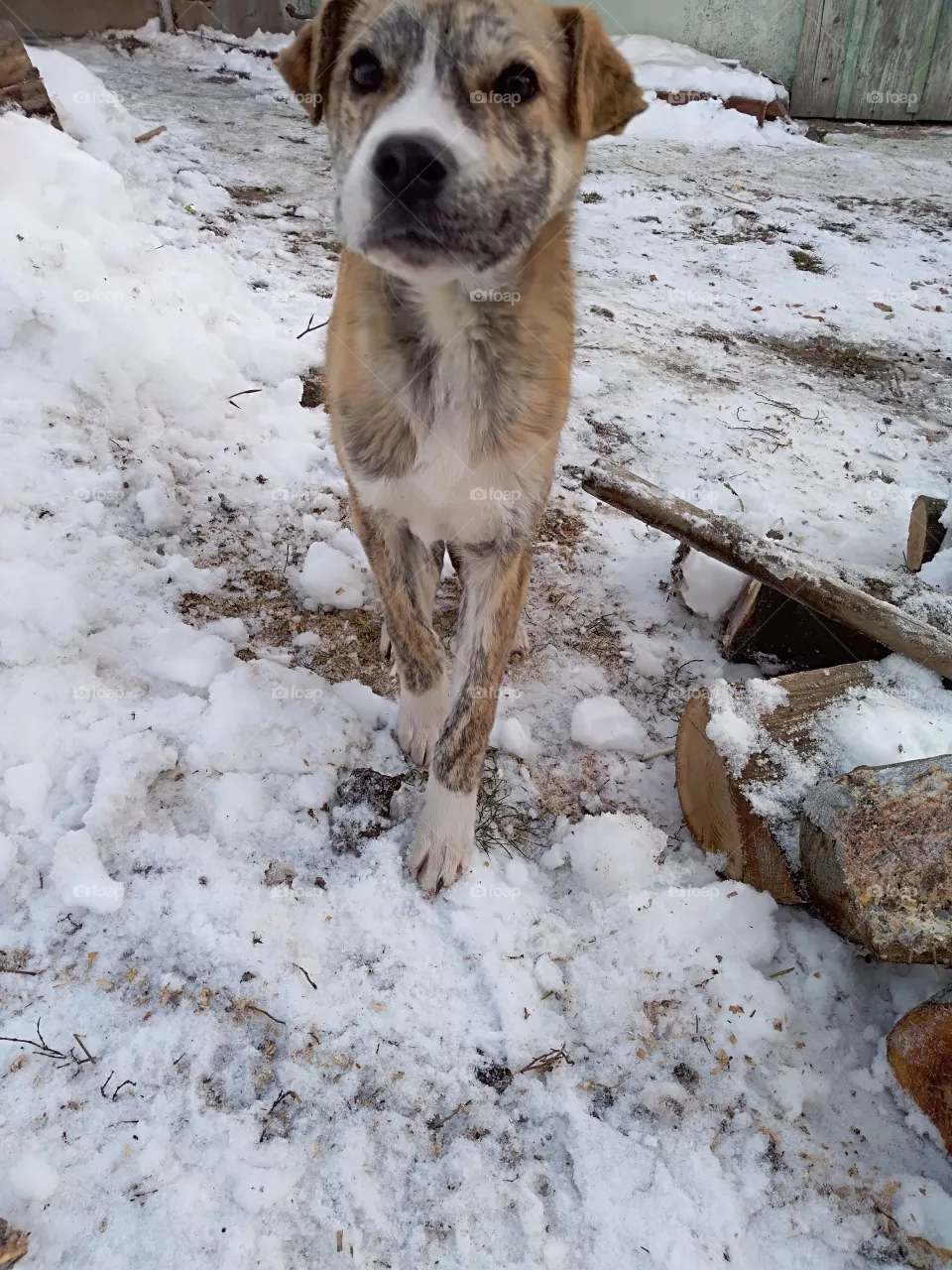 Frozen dog