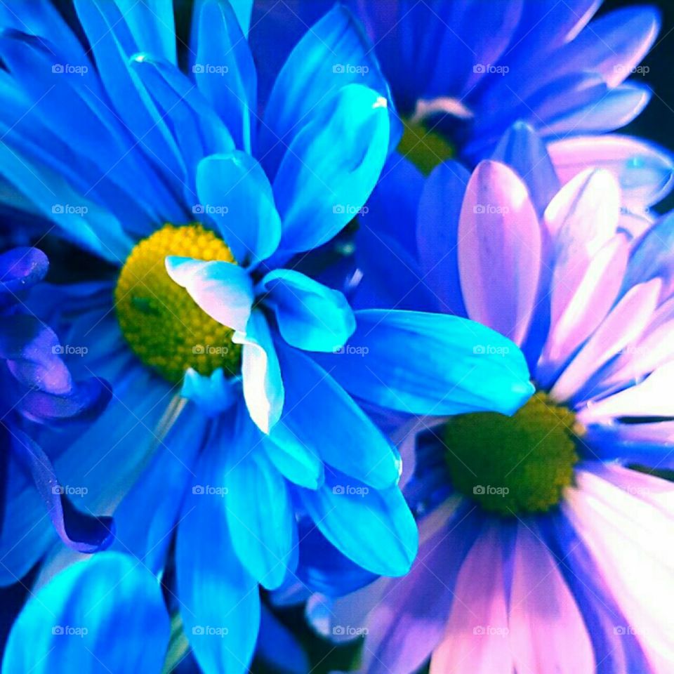 Flower, Nature, Flora, Garden, Color