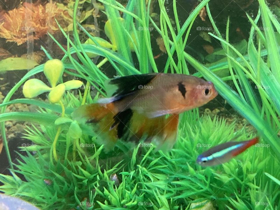 Fancy red veil tail serape tetra freshwater aquarium fish 