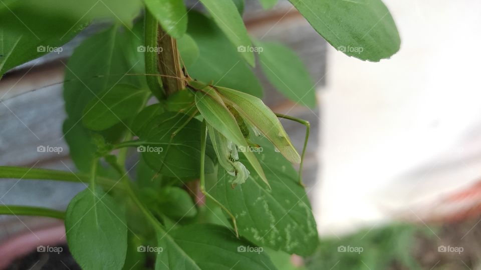 Mantis
