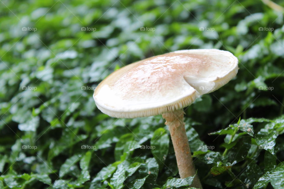 Wet mushroom closeup