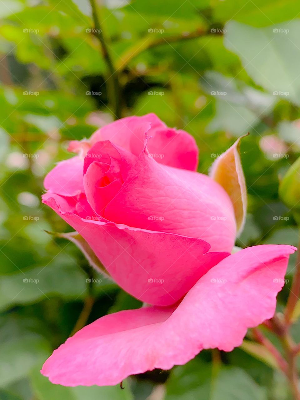 Pink Rose at New York Botanical Garden