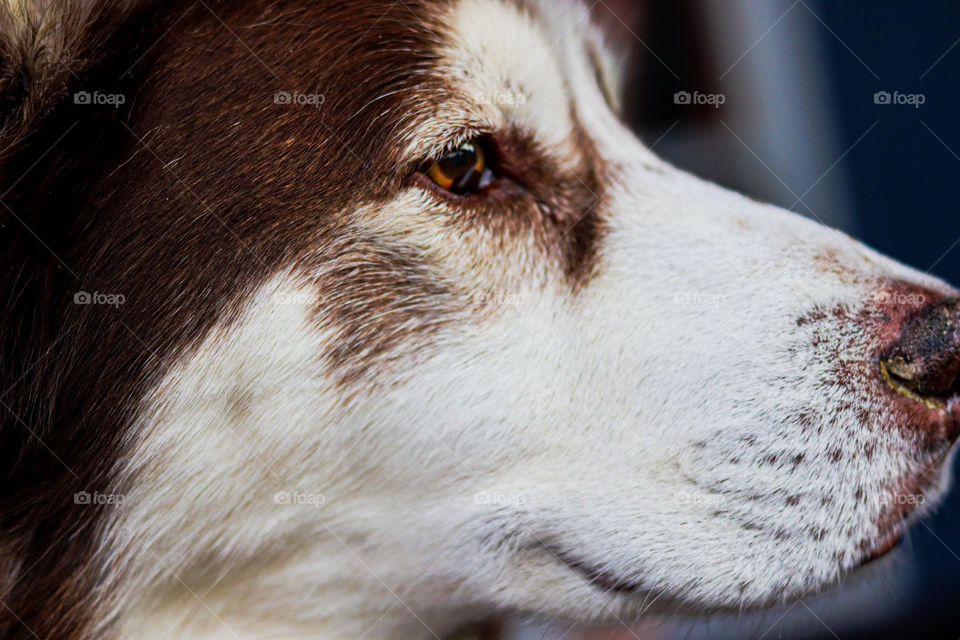 side view of a husky