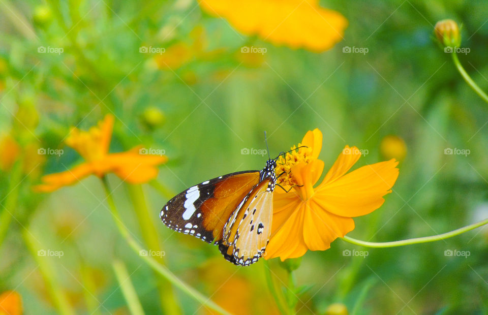 Hungry Butterfly on eight petals flower in spring season.