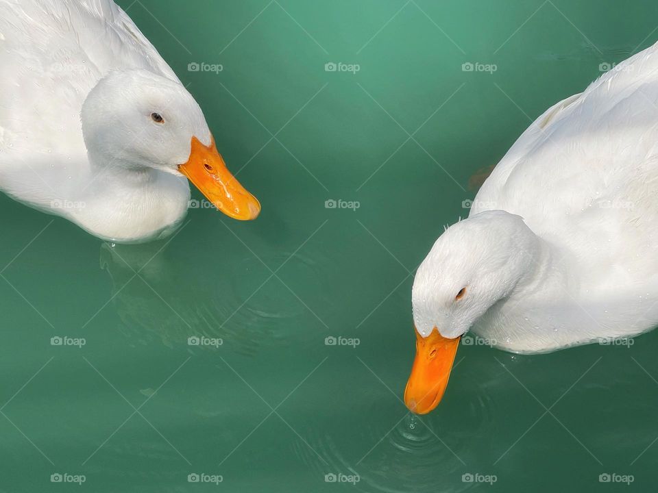 White ducks