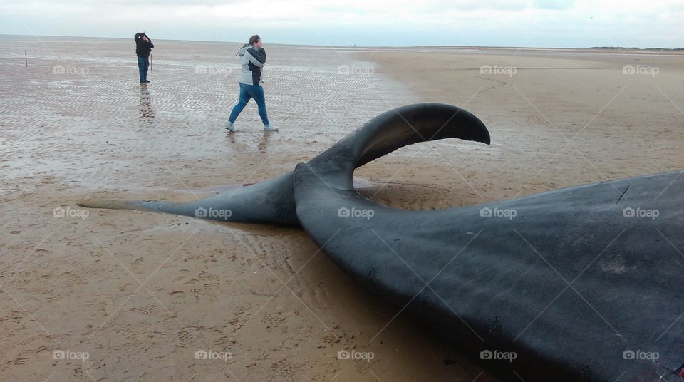 whale fluke. A sperm whale recently beached in Norfolk, England was one of 30 that died in similar circumstances across north sea