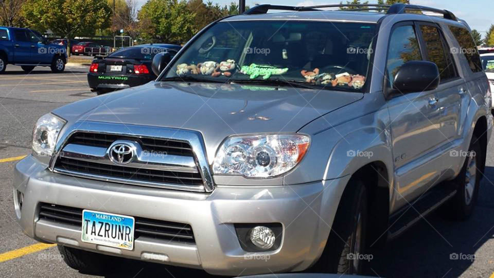 Crazy about stuffed animals. Someone is crazy about stuffed animals and uses them to line their automobile