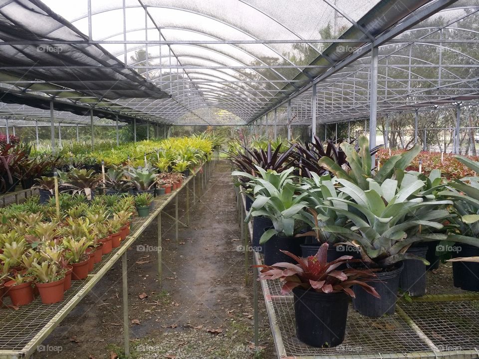 Greenhouse, Conservatory, Garden, Horticulture, Flora