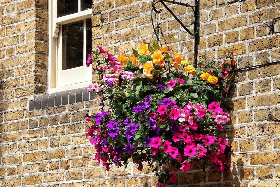 Blooming colorful plant hanging basket on brick wall  