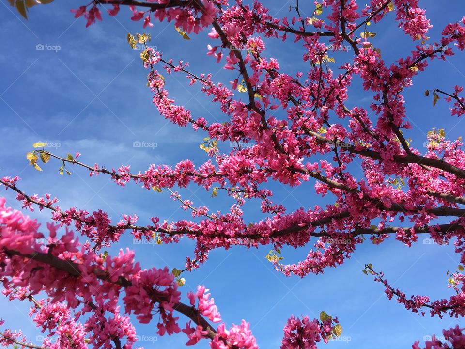 Pink Redbud in Connecticut