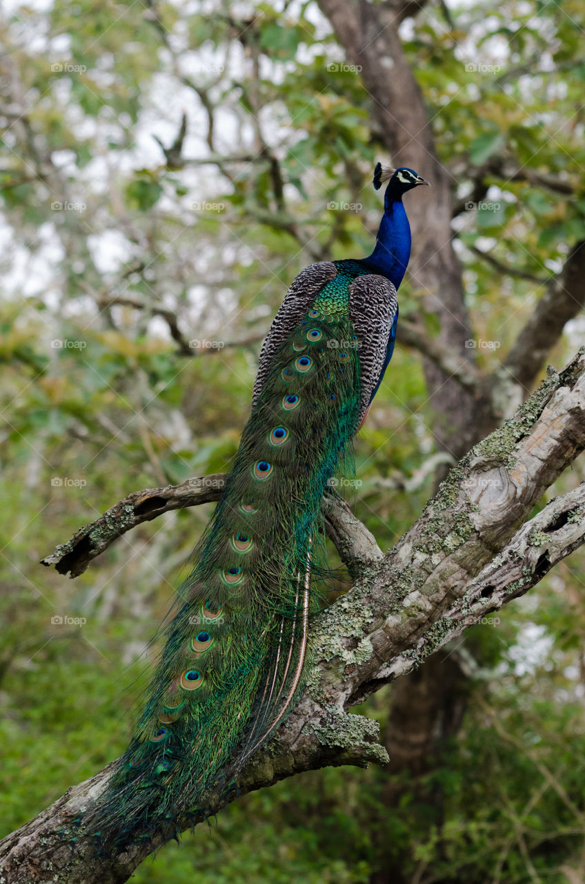 I love the way peacock is standing and showing off his long feathers.
