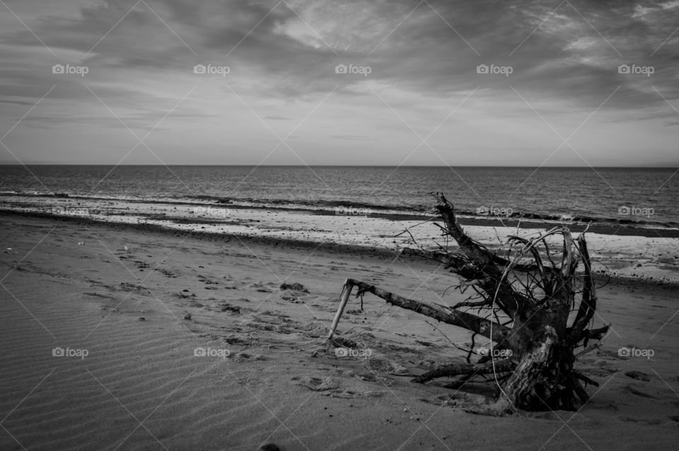 driftwood roots on a Norfolk beach in monochrome