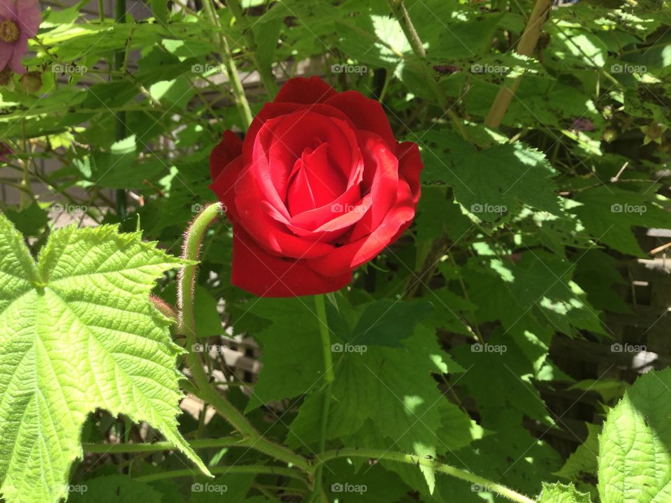Red rose in shade