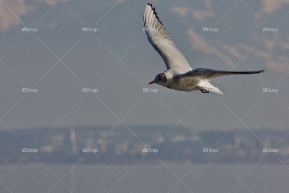 Close-up of a flying seagull