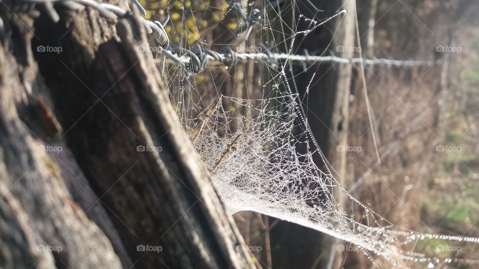 Capture of a spider Web on a barbed wired fence