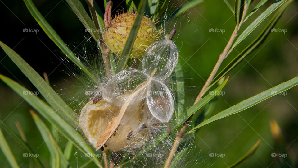 Three seeds arranged by nature. 