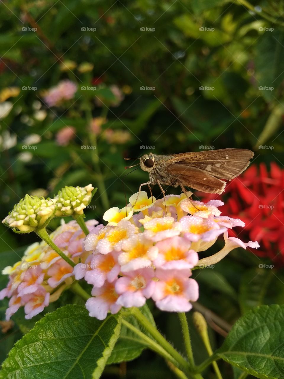 flower in butterfly in garden